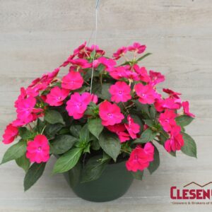 SUNPATIENS - ROSE GLOW 10IN HB