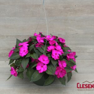 SUNPATIENS - PURPLE 10IN HB