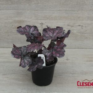 HEUCHERA - INDIAN SUMMER MULBERRY