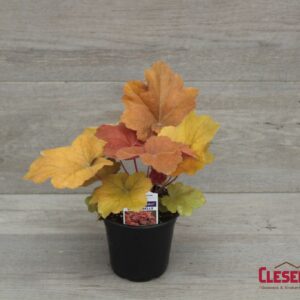 HEUCHERA - CARNIVAL SOUTHERN COMFORT