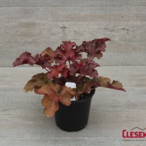 HEUCHERA - INDIAN SUMMER CHERRY BERRY