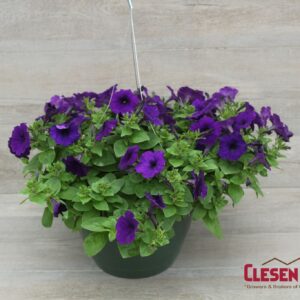 PETUNIA - E3 EASY WAVE BLUE 10IN HB