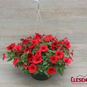 PETUNIA - E3 EASY WAVE RED 10IN HB