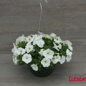 PETUNIA - E3 EASY WAVE WHITE 10IN HB