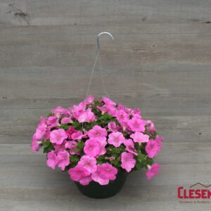 PETUNIA - E3 EASY WAVE PINK 10IN HB