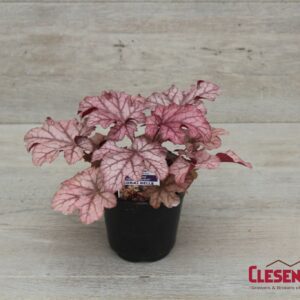 HEUCHERA - CARNIVAL PEACH PARFAIT