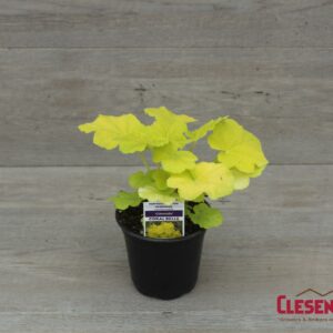 HEUCHERA - CITRONELLE