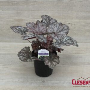 HEUCHERA - CARNIVAL PLUM CRAZY