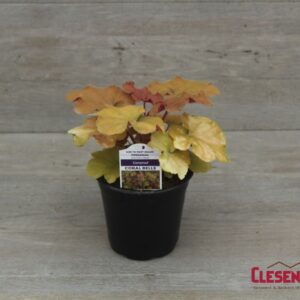 HEUCHERA - CARAMEL