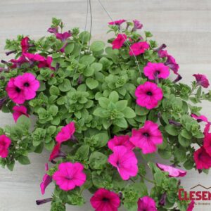 PETUNIA - WAVE ORIGINAL PURPLE 10IN HB