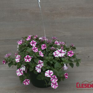 PETUNIA - SUPERTUNIA LOVIE DOVIE 10IN HB