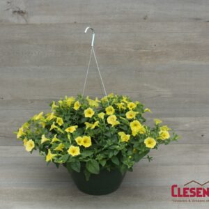 PETUNIA - SUPERTUNIA MINI VISTA YELLOW 10IN HB