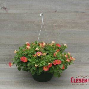 PETUNIA - SUPERTUNIA PERSIMMON 10IN HB