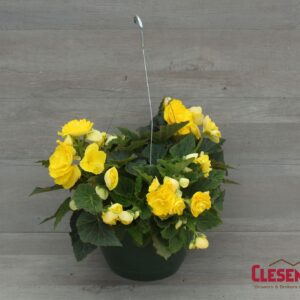 BEGONIA - NONSTOP YELLOW 10IN HB