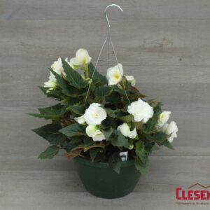 BEGONIA - NONSTOP WHITE 10IN HB