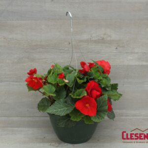 BEGONIA - NONSTOP RED 10IN HB
