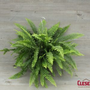 BOSTON FERN 10IN HB