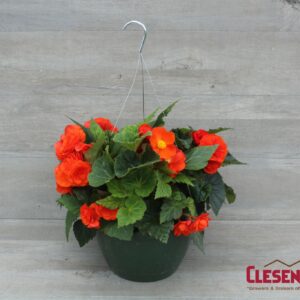 BEGONIA - NONSTOP ORANGE 10IN HB