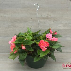 BEGONIA - NONSTOP PINK 10IN HB