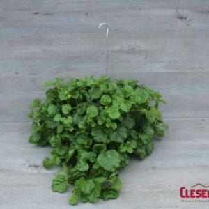 SWEDISH IVY 10IN HB