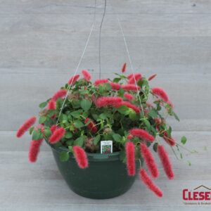 CHENILE - FIRETAIL