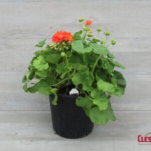 GERANIUM - PATRIOT ORANGE 8IN