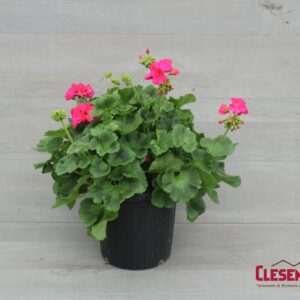 GERANIUM - PATRIOT CHERRY ROSE 8IN