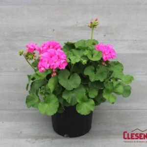 GERANIUM - PATRIOT ROSE PINK 8IN
