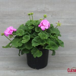 GERANIUM - PATRIOT LAVENDER BLUE 8IN