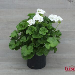 GERANIUM - PATRIOT WHITE 8IN
