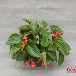 BEGONIA - DRAGON WING GREEN LEAF RED 10IN HB