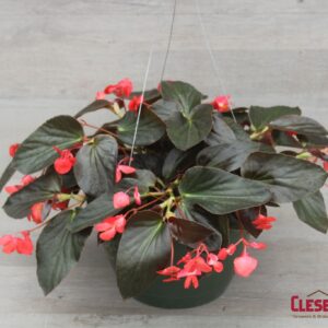 BEGONIA - DRAGON WING BRONZE LEAF RED 10IN HB