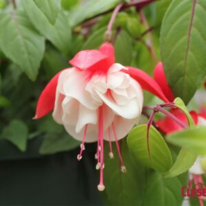 FUCHSIA - SWINGTIME 10IN HB
