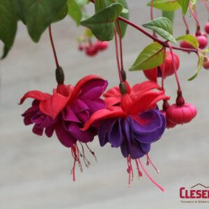 FUCHSIA - DARK EYES 10IN HB