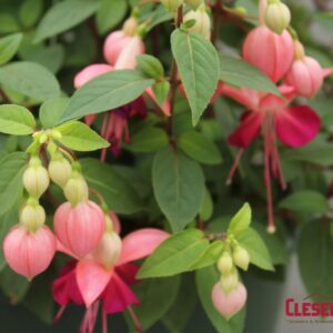FUCHSIA - PAULA JANE 10IN HB