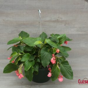 BEGONIA - DRAGON WING GREEN LEAF PINK 10IN HB