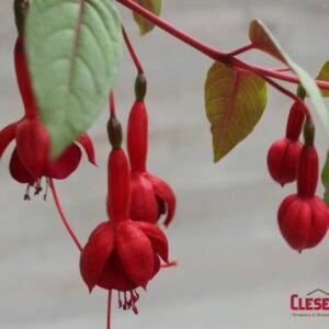 FUCHSIA - MARINKA 10IN HB