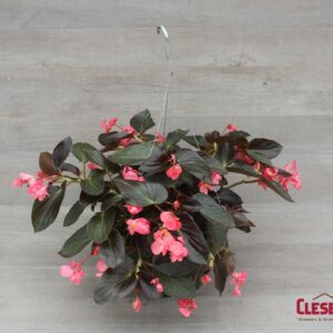 BEGONIA - DRAGON WING BRONZE LEAF PINK 10IN HB