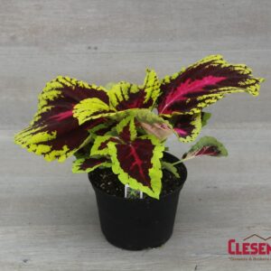 COLEUS - KONG ROSE 6IN