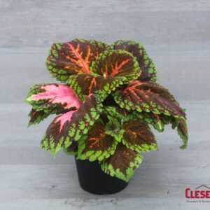COLEUS - KONG SALMON PINK 6IN