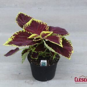 COLEUS - KONG SCARLET 6IN
