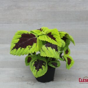 COLEUS - KONG LIME SPRITE 6IN