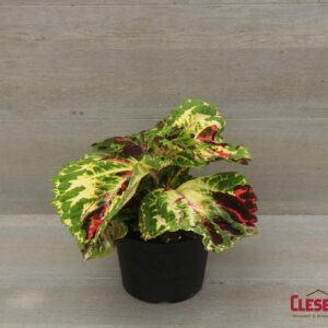 COLEUS - KONG MOSIAC 6IN