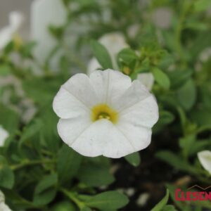 CALIBRACHOA - CABARET WHITE 4IN