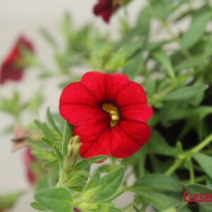 CALIBRACHOA - CABARET BRIGHT RED 4IN