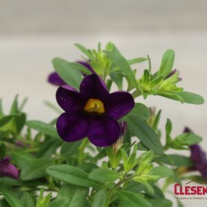 CALIBRACHOA - CABARET PURPLE 4IN