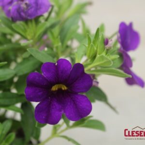 CALIBRACHOA - CABARET MIDNIGHT BLUE 4IN