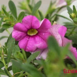 CALIBRACHOA - CABARET LIGHT PINK 4IN