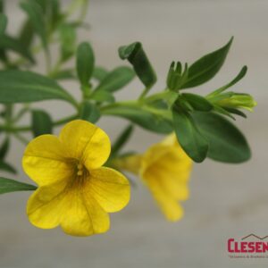 CALIBRACHOA - CABARET DEEP YELLOW 4IN