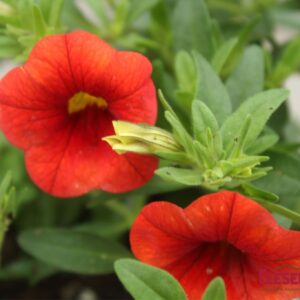 CALIBRACHOA - CABARET ORANGE 4IN